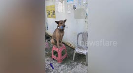 Barktender: Trained pet dog trio sit on stools while holding bottles