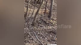 Lucky motorist spots endangered Amur leopard in northern China