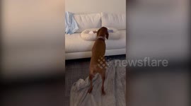 Adorable video shows the moment dog meets her newborn sibling - and completely falls in love