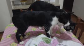 Meus gatinhos em um momento de carinho, muito lindo essa amizade dos meus gatinhos