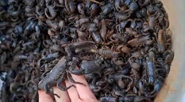 Woman easily catches giant scorpions with her bare hands.