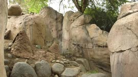 This Klipspinger Is One Amazing Climber!