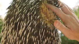 Why porcupines have spikes, and are they born with them?