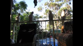 Angry Vandalistic Mob bribed with biscuits to stop