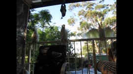 Cockatoo`s with attitude