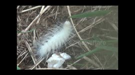 Larva of the Laugher Moth (Charadra deridens)