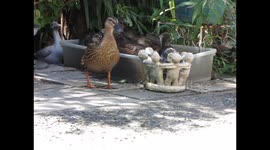 Wild ducklings sharing a swim 2