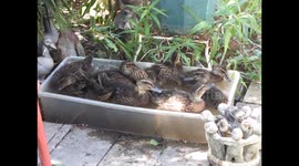 Wild ducklings swimming together 3