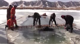 Freezing yak pulled from icy lake, too late to save their lives