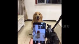 Dog actually smiles for the camera on command