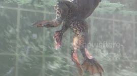 Bullfrog with six legs appears in China