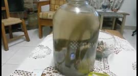How to Preserve a Living Snake in Vinegar
