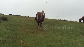Feeding the wild ponies in Portreath
