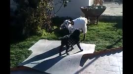 Black labrador pulls goat