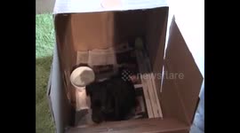 Adorable puppy loves the harmonica