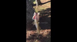 Eating Bass???