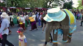 Elephant Party Extravaganza