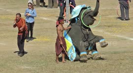 Elephants  hula hooping in Thailand
