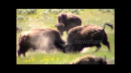 American bison fighting at Yellowstone National Park