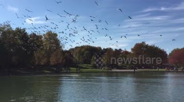 Flock of seagulls following remote controlled boats on Montreal's Beaver Lake