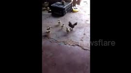 Brave chick stands up to its mother hen