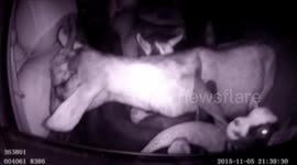 Truck driver hides four goats in the back of his vehicle