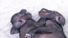 Conjoined twin pigs born in China