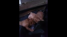Three cute puppies milking from their mom
