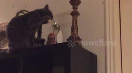 Cat uses paw to scoop drinking water out of wine glass