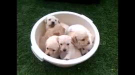 Six adorable puppies all together