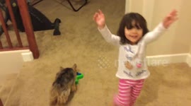 Toddler sets up a 'treat puzzle' for pet Yorkshire Terrier