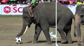 Elephants play football in Surin, Thailand