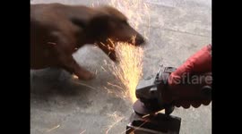 Dachshund loves eating electric sparks