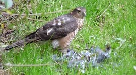 Juvenile Sparrowhawk Feasting On His Kill