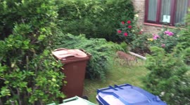 Muntjac in Oxford