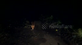 Feeding the wild fox on the European route E95