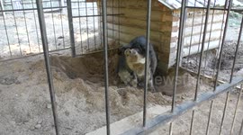 Wild boar likes apples