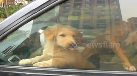 四只狗关车内数天 车主称为圈养