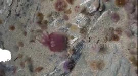 Millions of baby jellyfish wash up on UK beach after storms