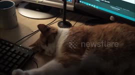 Cat Makes it Difficult to use Computer