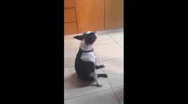 French bulldog dancing to Greek pop music