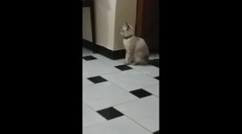 un chat peureux hhhhh