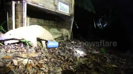 Baby pangolin released into the wild