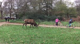 Big Stag, Small Child