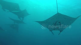 Manta Encounter - Komodo National Park