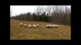 Picturesque drone crash while filming sheep on countryside farm