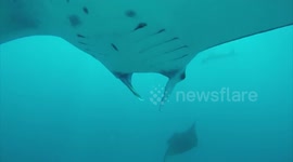 Scuba diver has very close encounter with manta ray
