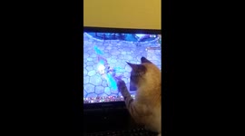 Cat chases after on-screen 'bird'