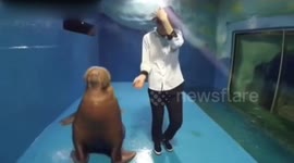Adorable sea lion copies Michael Jackson with trainer