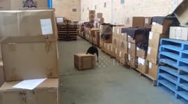 Dog Gets His Head Stuck In A Box